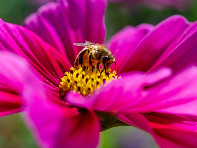 Flower Bomb Challenge: let's save bees and farmers and plant beauty!